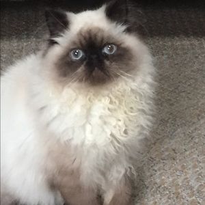 Meet your Posher, Tracy